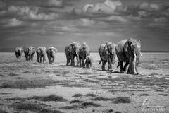 Parade of Elephants