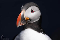 Puffin Gaze