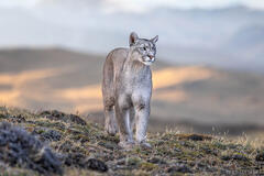 Puma on the Lookout
