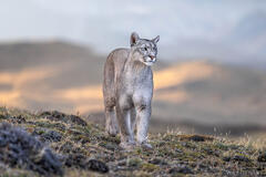 Puma on the Prowl