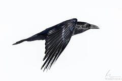Raven in Flight