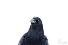 Raven on White