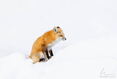 Resting Fox
