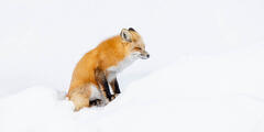 Resting Fox  | 1x2 Panorama