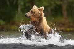 Splash