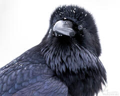 The Raven
