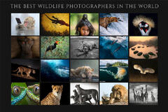 The Best Wildlife Photographers In The World
