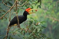 Tim Laman bird photography - the best wildlife photographers