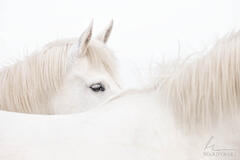Tips For Photographing The White Horses Of Camargue France