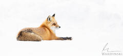 Watchful Eye