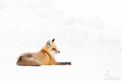 Watchful Eye
