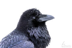 Watchful Raven