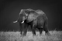 Mara Elephant