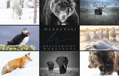 Wildlife Photography Tips