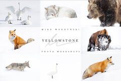 Yellowstone In The Winter Photography Tips - Locations, Shooting Techniques, Lodging & More