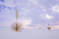 Yucca Trio
