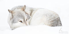 The Gentle Eyes of a Resting Wolf  | 1x2 Panorama