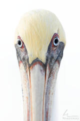 Pelican Portrait