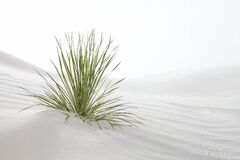 Peaceful Dunes
