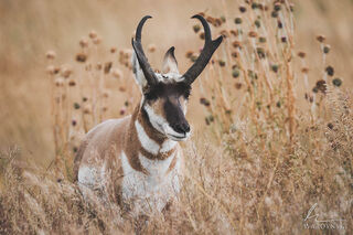 Autumn Pronghorn
