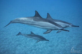 Family of Spinner Dolphins