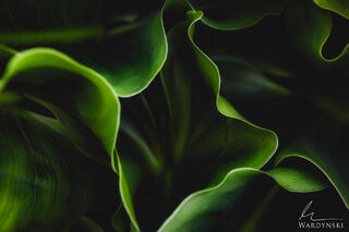 Fresh Leaves