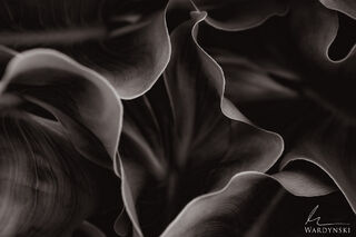Fresh leaves (Sepia Tone)