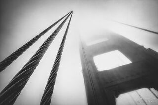 Into the Fog