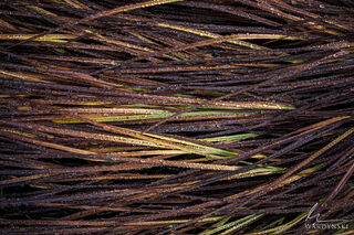 Grass and Dew