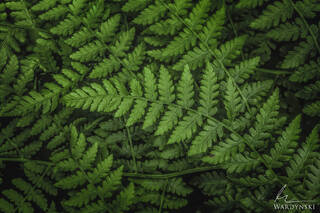 Fern Fronds