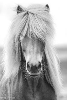 Icelandic Spirt - Black & White
