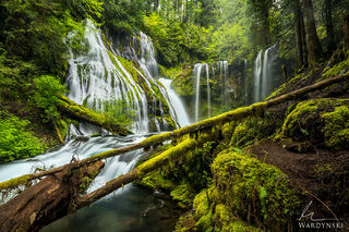 Weeping Forest