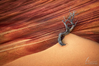 Sand and Branch