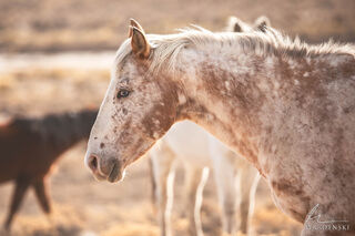 Wild Horse Insight