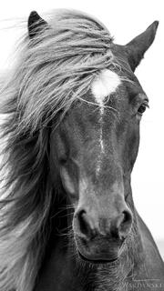 A contemporary black and white photograph of a horse with a windswept mane.