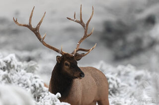 Winter Elk