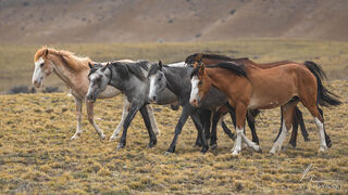 Marching Horses
