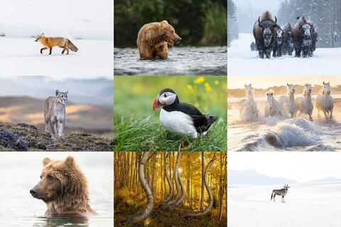 2025 in the wild - A year of Photographs