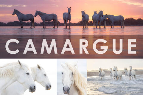 Camargue Horse Photography Workshop Recap 2024
