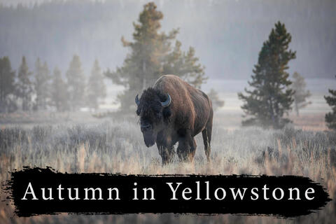 Yellowstone Fall Photography Workshop | September 20th - 23rd 2026