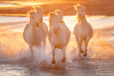 Private Camargue & Friesian Horse Photography Workshop Review