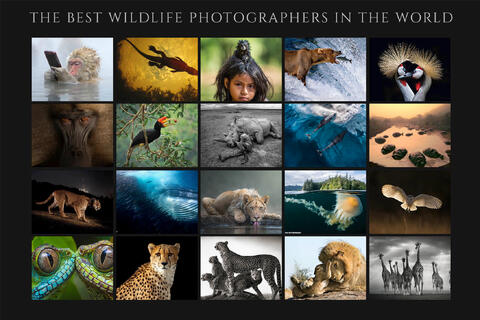 The Best Wildlife Photographers In The World
