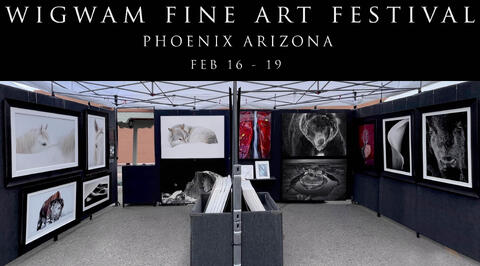 Next Art Festival: Wigwam | Phoenix Arizona | FEB 16-18 2024