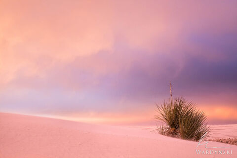 NEW ARTICLE: Photography Tips For White Sands National Park