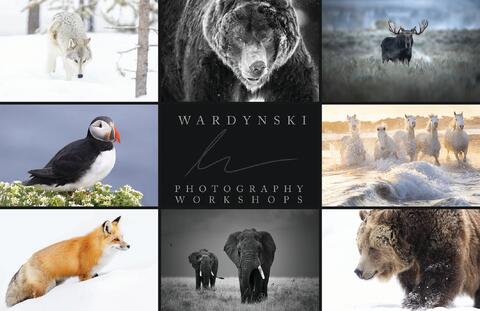 Wildlife Photography Tips