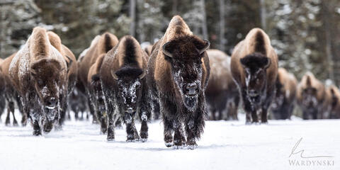 1 Spot just became available on my January 17th winter Yellowstone workshop