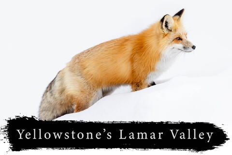 Yellowstone's Lamar Valley in Winter Photography Workshop | January 10th - 14th 2027
