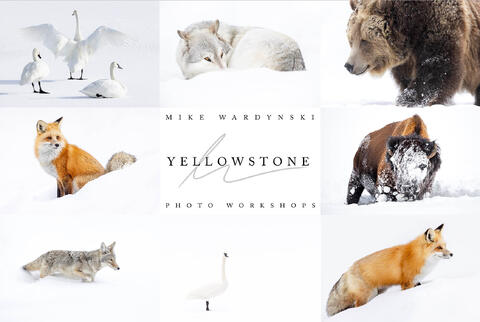 2025 Winter Yellowstone Photography Workshops Are Now Available For Booking