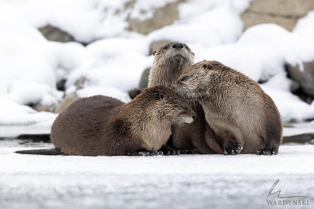 3 Otters play on the ice of the Lamar River in Lamar Valley