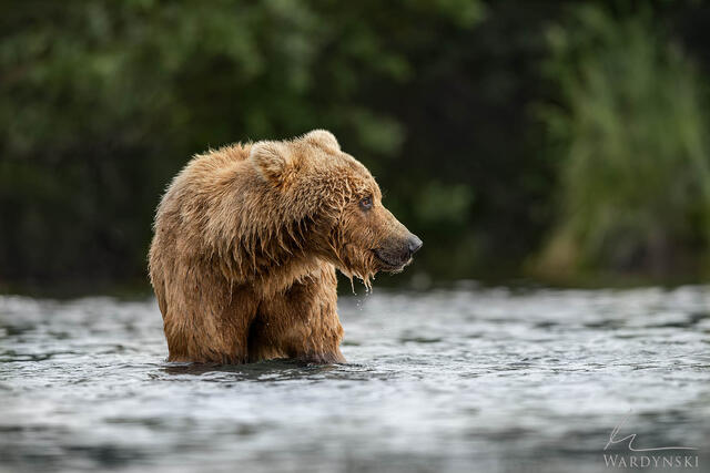 Modern wildlife photograph of a grizzly bear wadding in the river at Katmai National Park, Alaska.